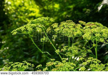 Parsnip, Pastinaca Sativa, Is An Important Medicinal, Vegetable And Medicinal Plant
