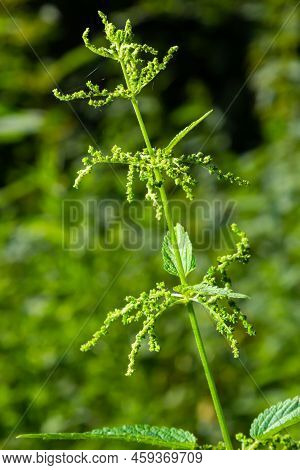 Stinging Nettles Urtica Dioica In The Garden. Green Leaves With Serrated Edges