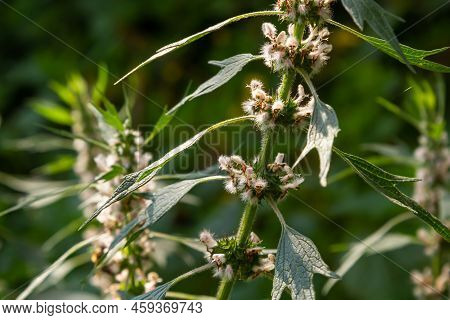 Leonurus Cardiaca, Known As Motherwort. Other Common Names Include Throw-wort, Lion's Ear, And Lion'