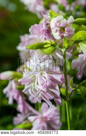 Saponaria Officinalis White Flowers In Summer Garden. Common Soapwort, Bouncing-bet, Crow Soap, Wild