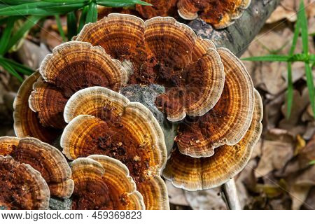 Anise Mazegill, A Brown Rot Fungus, Gloeophyllum Odoratum