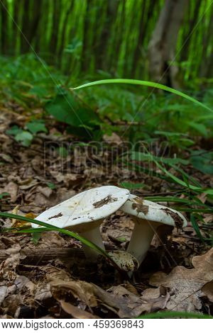 Lactarius Vellereus Or Lactarius Piperatus Is Large White Gilled And Edible Mushroom With A Flat Cap