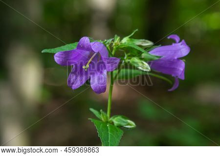 Campanula Trachelium Blossoms On Dark Background. Summer Forest