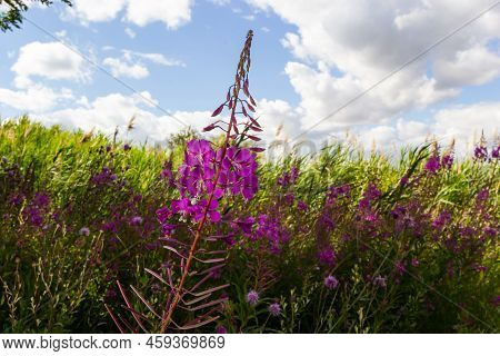 Ivan Chai, Chamaenerion Angustifolium, Fireweed, Great Willowherb, Rosebay Willowherb, Perennial Her
