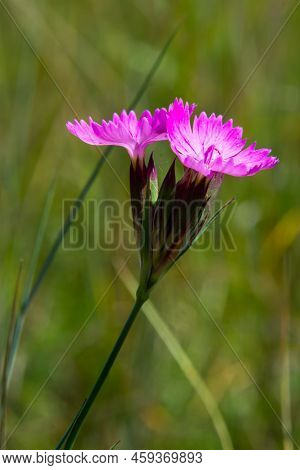 Carthusian Pink Flowers Dianthus Carthusianorum On A Summer Meadow. Use In Traditional Medicine Agga