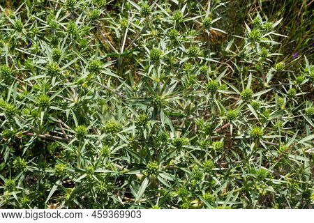 Field Eryngo Or Eryngium Campestre. Cardo Corredor. Plant Member Of The Apiaceae Family.