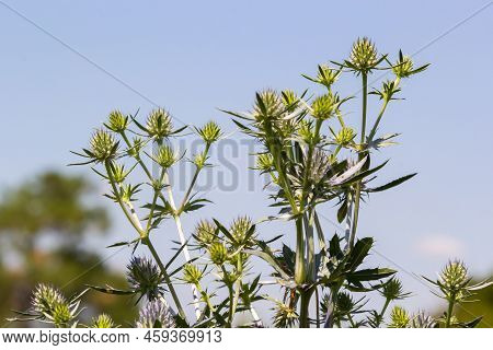 Field Eryngo Or Eryngium Campestre. Cardo Corredor. Plant Member Of The Apiaceae Family.