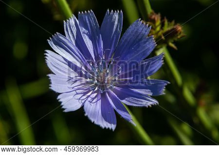 Blooming Chicory, Common Chicory Cichorium Intybus. Honey Plant, Nectar And Pollen. Coffee Substitut