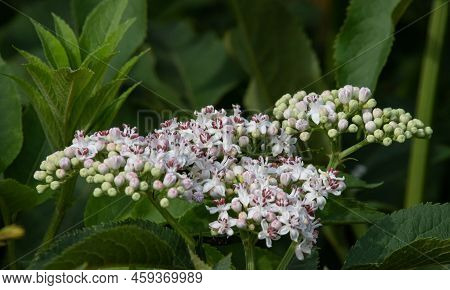 In The Wild, Elderberry Herbaceous Sambucus Ebulus Blooms In Summer