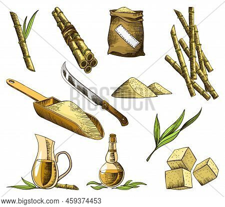 Cane Sugar. Set Of Product From Sugarcane Plants. Engraving Hand Drawn Natural Organic Food And Natu