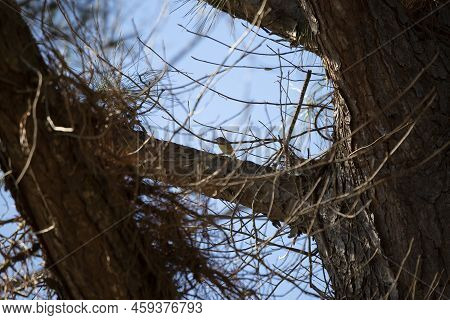 Ruby-crowned Kinglet (regulus Calendula) Perched On A Large Tree Branch