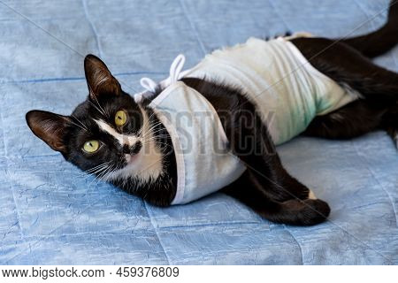 Sick Domestic Cat Lies After Surgery At Home On Sofa In Clothes. Postoperative Bandage. Care Of Pet 