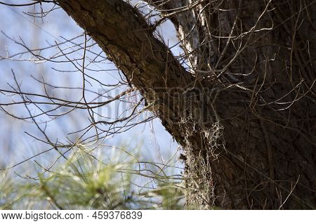 Ruby-crowned Kinglet (regulus Calendula) Looking At The Trunk Of A Tree