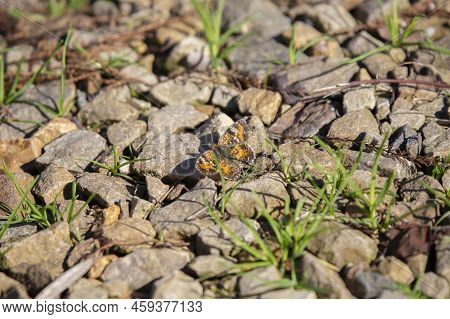 Phaon Crescent Butterfly (phyciodes Phaon) On The Rocky Ground