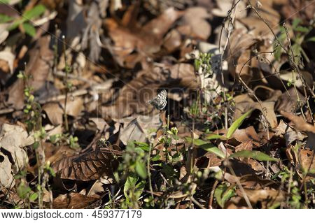 Common White Skipper (pyrgus Communis) In Flight From One Weed To Another