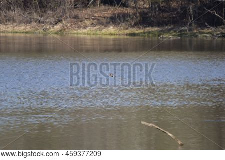 Male Canvasback Duck (aythya Valisineria) Swimming Alone In The Water