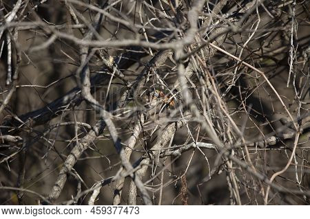 White-throated Sparrow (zonotrichia Albicollis) Hidden Behind Bare Tree Limbs
