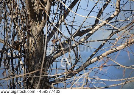 Majestic White-throated Sparrow (zonotrichia Albicollis) Looking Out From Its Perch On A Bare Tree B