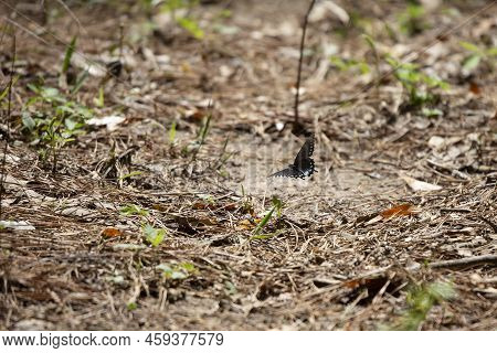 Pipevine Swallowtail Butterfly (battus Philenor) In Flight Low To The Ground