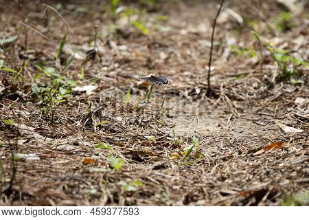 Pipevine Swallowtail Butterfly (battus Philenor) In Flight Low To The Ground