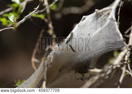 Eastern Tent Caterpillars (malacosoma Americanum) Crawling Along The Outside Of A Cocoon