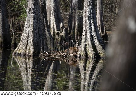 An Adult Nutria (myocastor Coypus) Waking Up While Young Nutria Rest Next To It
