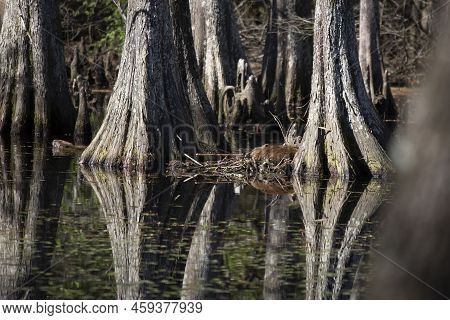 Adult Nutria (myocastor Coypus) Swimming In A Swamp While A Young Nutria Rests Near Another Adult On