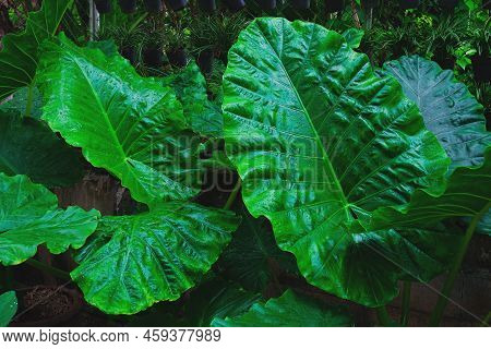 Alocasia Odora Foliage  Or Giant Upright Elephant Ear, Exotic Tropical Leaf.
