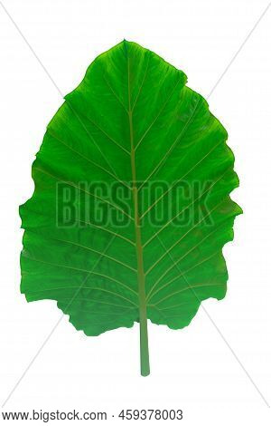 Alocasia Odora Foliage  Or Giant Upright Elephant Ear, Exotic Tropical Leaf.