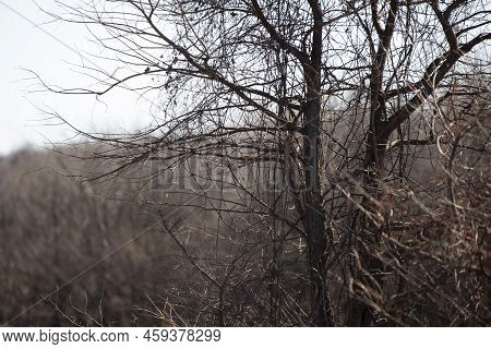 Vermillion Flycatcher (pyrocephalus Obscurus) Partially Hidden In Tree Branches