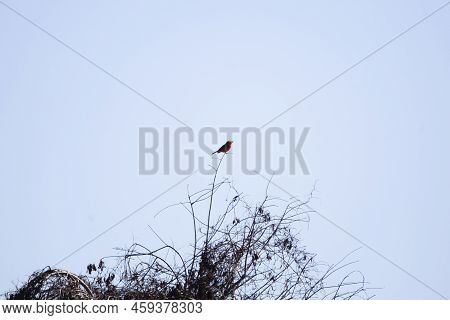 Curious Vermillion Flycatcher (pyrocephalus Obscurus) Looking Around From Its Perch
