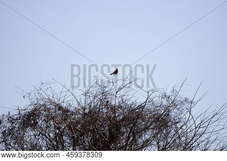 Vermillion Flycatcher (pyrocephalus Obscurus) Looking Out From Its Perch