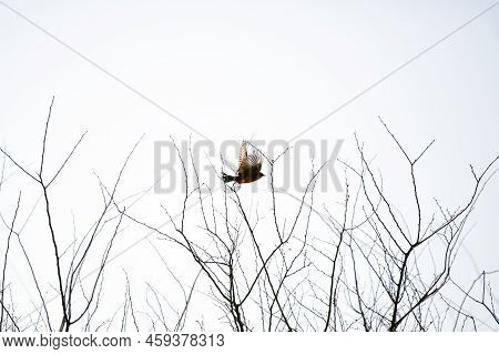 Vermillion Flycatcher (pyrocephalus Obscurus) Taking Flight From Its Perch