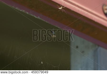 Furrow Orb Weaver Spider (larinioides Cornutus) Wrapping Its Meal In Webbing