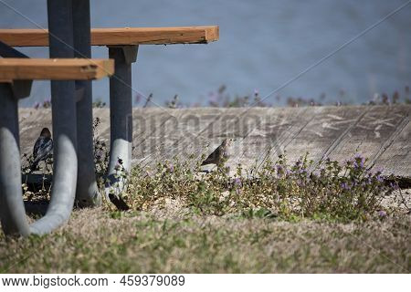 Female Brown-headed Cowbird (molothrus Ater) On The Ground Near A Picnic Bench While A Male Cowbird 