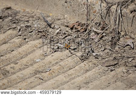 Pearl Crescent Butterfly (phyciodes Tharos) On Cement Ground