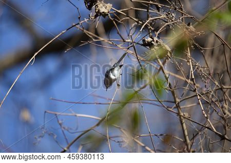 Blue-gray Gnatcatcher (polioptila Caerulea) Looking Down From Its Perch On A Plant
