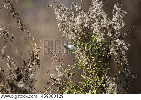 Curious Blue-gray Gnatcatcher (polioptila Caerulea) Looking Around From Its Perch On A Dried Plant