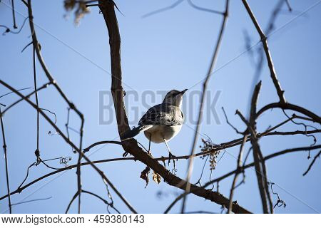 Northern Mockingbird (mimus Poslyglotto) Looking Over Its Shoulder With A Tuft Of Feather In Its Bea