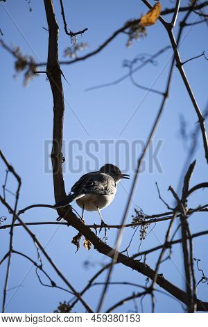 Northern Mockingbird (mimus Poslyglotto) Singing As It Looks To The Right From Its Perch