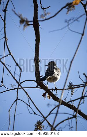 Northern Mockingbird (mimus Poslyglotto) Looking Left From Its Perch