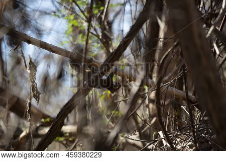 Eastern Gray Squirrel (sciurus Carolinensis) Scurrying Along The Bottom Of A Log With Bark And Other
