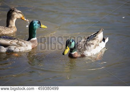 Rouen Drake (anas Platyrhynchos Domesticus) Swimming Past Another Drake And Rouen Hen