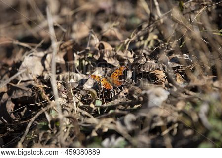 Question Mark Butterfly (polygonia Interrogationis) On Dried Leaves On The Ground