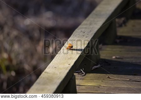 Question Mark Butterfly (polygonia Interrogationis) On A Wooden Rail