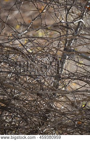 Curious Fox Sparrow (passerella Iliaca) Looking Down From Its Perch