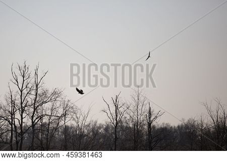 Northern Harrier (circus Hudsonius) And White-tailed Kite (elanus Leucurus) In Flight At Dusk