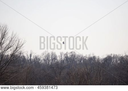 White-tailed Kite (elanus Leucurus) Flying Through The Air Near A Forest
