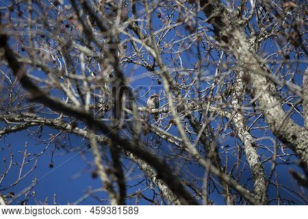 Yellow-shafted Northern Flicker (colaptes Auratus)) Looking Around Curiously From Its Perch On A Tre