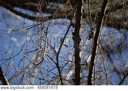 Underbelly And Chin Of Majestic Carolina Chickadee (poecile Carolinensis) Looking Out From A Tree